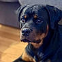 rottweiler, dog, pet, close_up, indoor, portrait, canine, animal, mammal, black_and_tan, face, ears, nose, fur, sitting, watching, floor, couch, background, calm