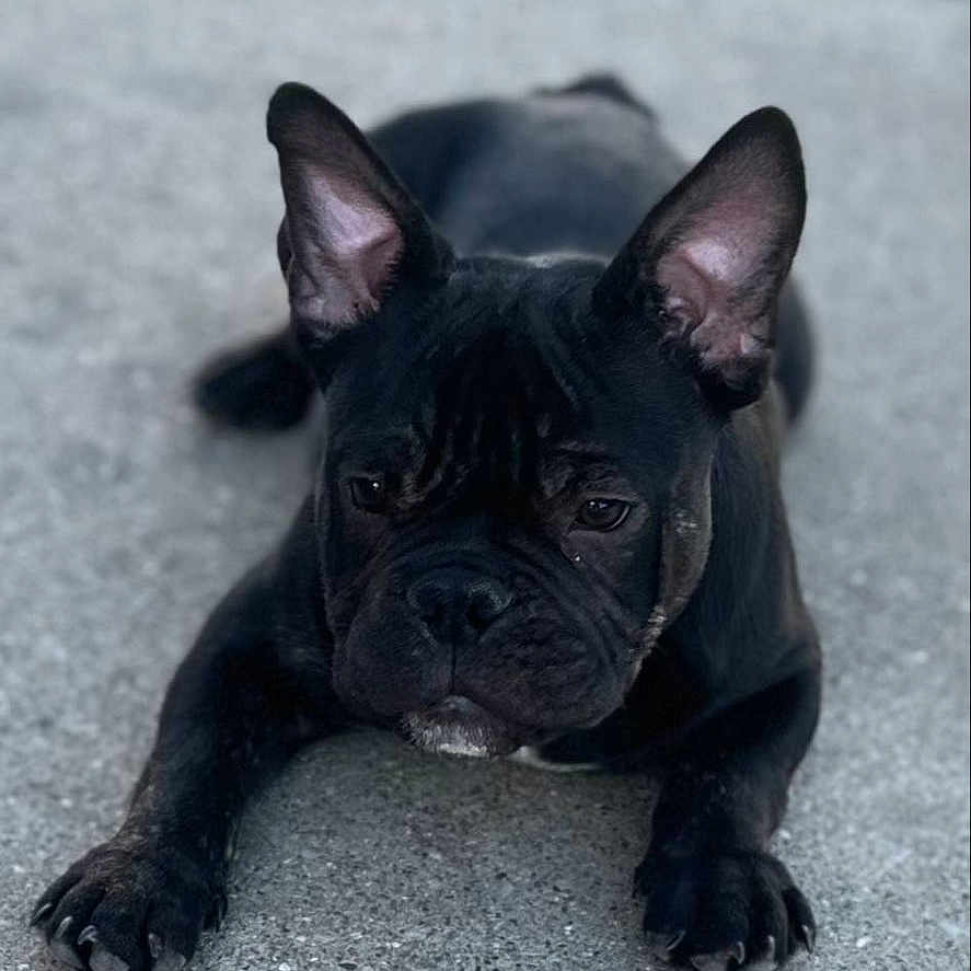 Folks is registered to the contest to win money with this photo: alert, animal, background, black_dog, canine, close_up, concrete, daylight, dog, ears, french_bulldog, fur, grass, laying_down, nature, outdoor, paw, pet, portrait, sidewalk