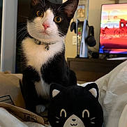Moji joined the competition — help win amazing prizes! cat, black_and_white, plush_toy, bed, indoor, collar, bell, curious, pet, feline, toy, soft, cute, ears, whiskers, golden_eyes, blanket, furniture, living_room, television
