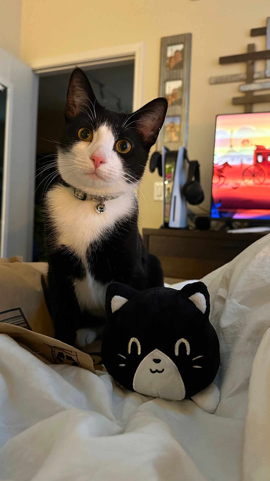 Moji joined the competition — help win amazing prizes! cat, black_and_white, plush_toy, bed, indoor, collar, bell, curious, pet, feline, toy, soft, cute, ears, whiskers, golden_eyes, blanket, furniture, living_room, television