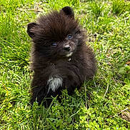 Morticia is registered to the contest to win money with this photo: puppy, dog, black_fur, white_patch, grass, outdoor, cute, fluffy, pet, small, young, animal, nature, greenery, head_tilt, adorable, fur, collar, sunlight, eyes