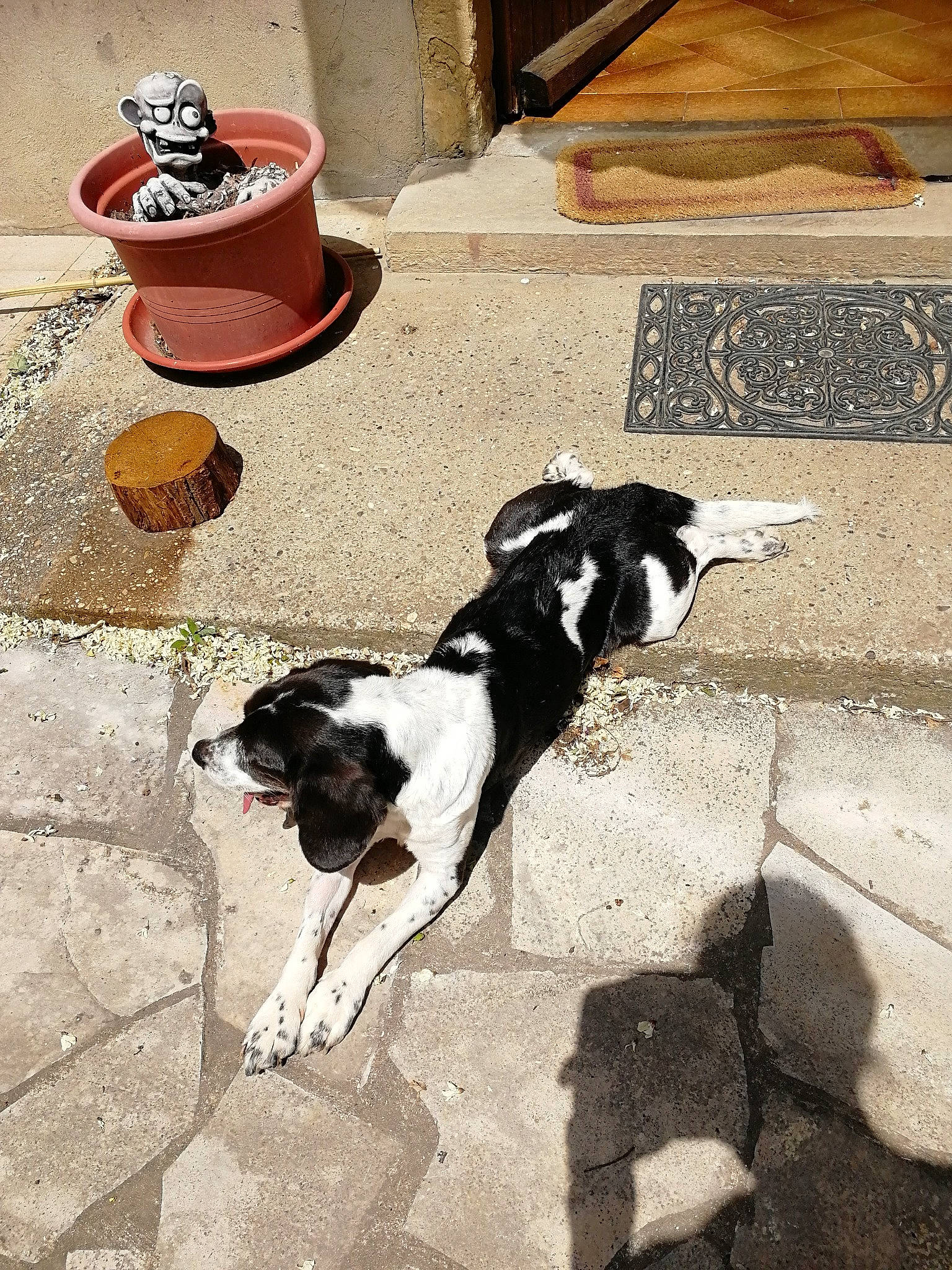 Epica a rejoint le concours — aidez-le/la à gagner de superbes lots ! art, carnivore, companion_dog, cup, dog, dog_breed, floor, flooring, fur, hardwood, hat, road_surface, serveware, sidewalk, snout, sporting_group, tail, wall, wood, working_animal