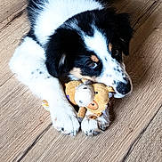 Alto a rejoint le concours — aidez-le/la à gagner de superbes lots ! puppy, dog, black_and_white, fur, toy, stuffed_animal, wooden_floor, pet, cute, lying_down, animal, playful, indoor, paw, young_dog, adorable, looking_up, companion, domestic_animal, fluffy