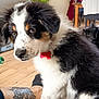 Alto participe au concours pour gagner de l'argent avec cette photo : puppy, dog, black_and_white, fur, indoor, tattoo, person, lap, wooden_floor, plant, furniture, clock, curious, pet, collar, red_tag, cozy, home, portrait, animal