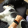 Alto participe au concours pour gagner de l'argent avec cette photo : dog, pet, hand, cage, plant, blanket, fur, paw, tattoo, watch, bracelet, wooden_floor, indoor, relaxing, cozy, furniture, living_room, resting, black_dog, white_dog