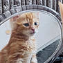 Ginge is registered to the contest to win money with this photo: kitten, cat, orange_fur, mirror, reflection, curious, pet, animal, feline, soft_fur, closeup, portrait, texture, gray_background, indoor, cute, young, small, sitting, looking