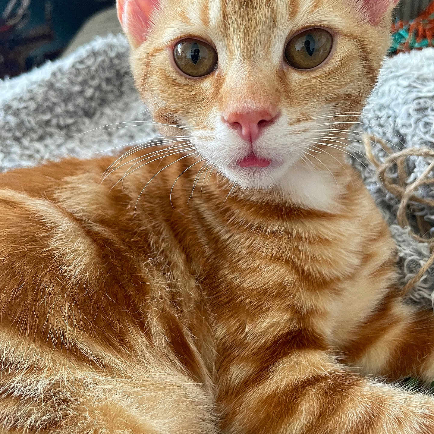 Ginge