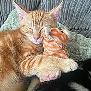 Ginge is registered to the contest to win money with this photo: kitten, cat, orange_tabby, plush_toy, sleeping, hugging, paw, pink_paw_pads, cozy, blanket, couch, fur, pet, cute, resting, domestic_cat, indoor, relaxed, closeup, animal