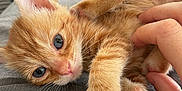 Ginge is registered to the contest to win money with this photo: kitten, cat, orange_cat, blue_eyes, pet, cute, furry, paw, whiskers, hand, lap, relaxed, cozy, indoor, animal, fur, young, closeup, comfort, rest