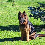 Vulma a rejoint le concours — aidez-le/la à gagner de superbes lots ! animal, canine, dog, field, germanshepherd, grass, grassland, lawn, nature, outdoors, pet, plant, policedog, puppy, terrier, tree, yard