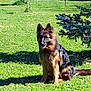 animal, canine, dog, field, germanshepherd, grass, grassland, lawn, nature, outdoors, pet, plant, policedog, puppy, terrier, tree, yard