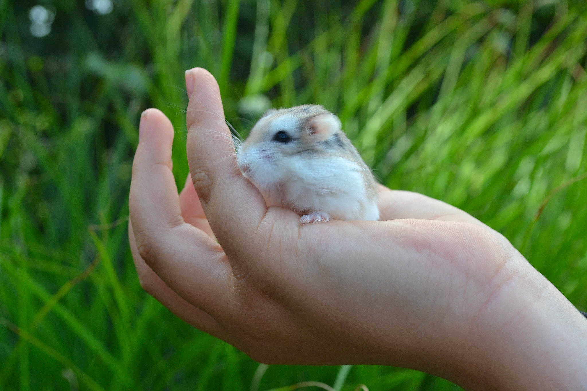 Hamsterdam a rejoint le concours — aidez-le/la à gagner de superbes lots !