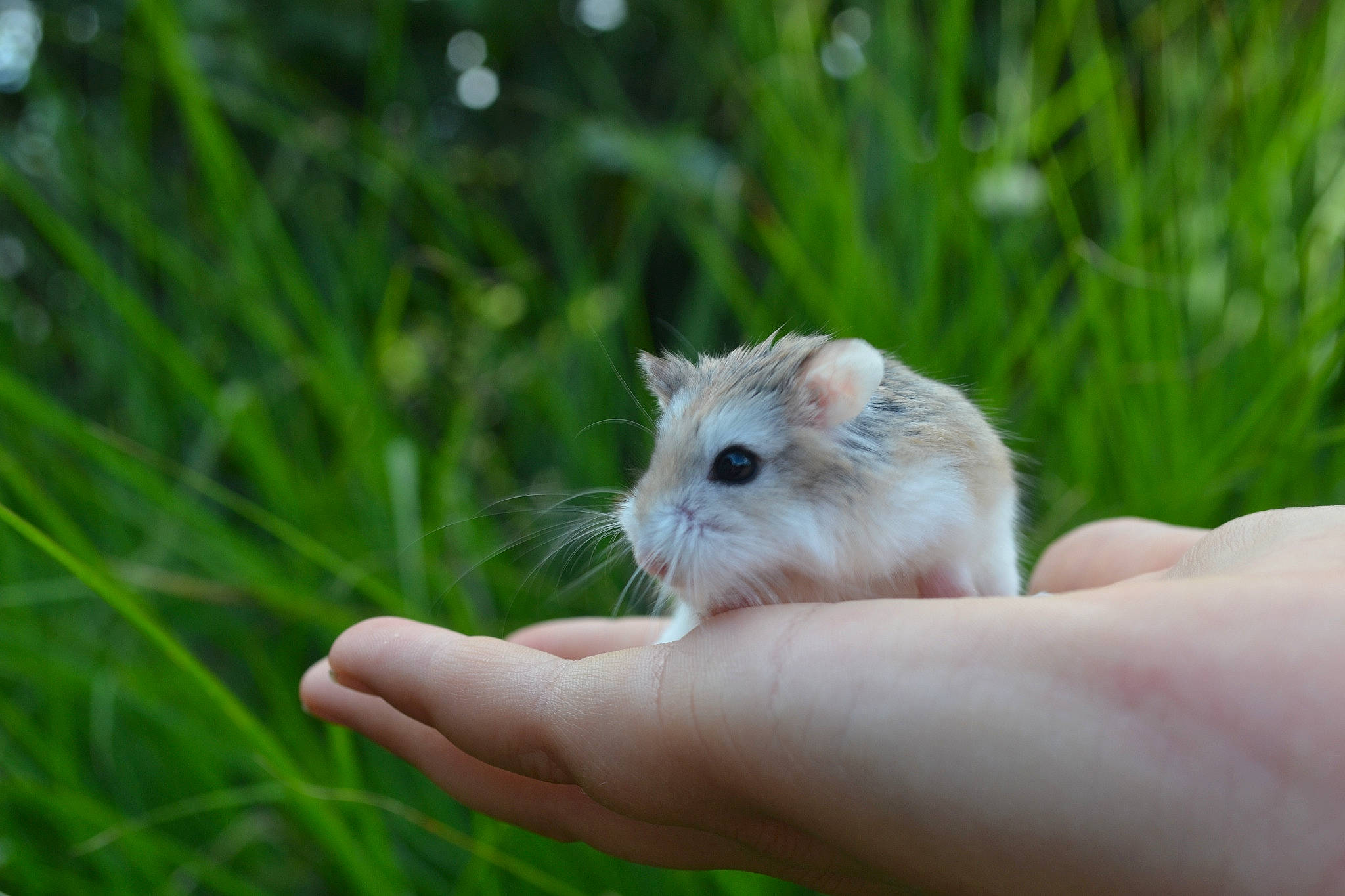 Hamsterdam a rejoint le concours — aidez-le/la à gagner de superbes lots !