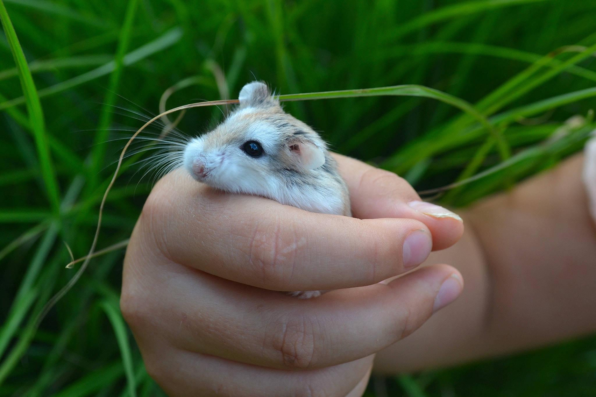 Hamsterdam a rejoint le concours — aidez-le/la à gagner de superbes lots !