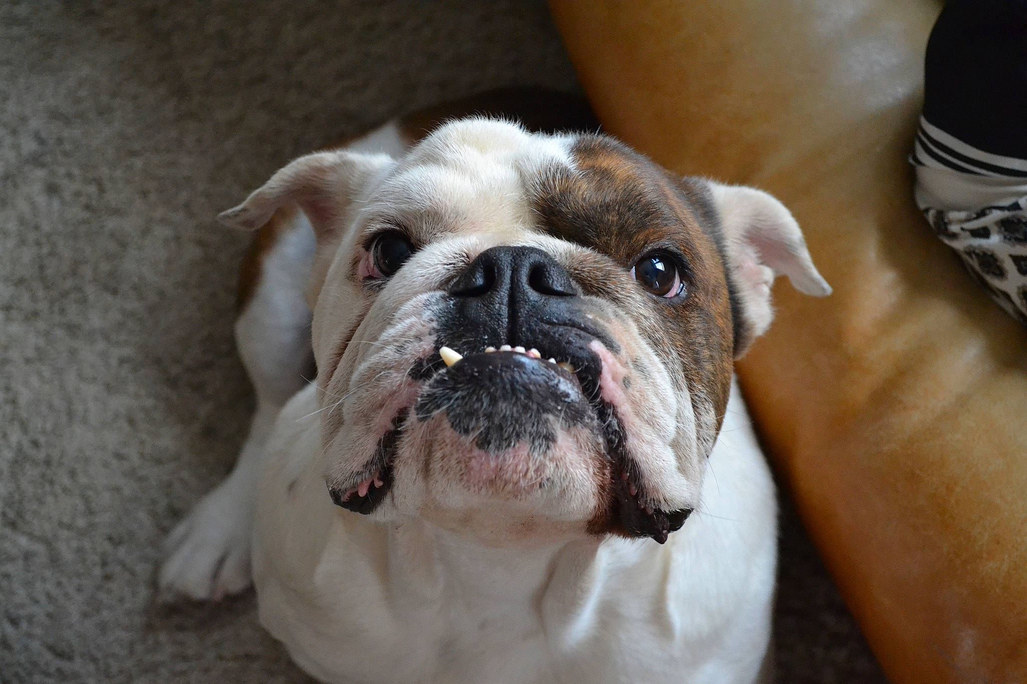 Omaley participe au concours pour gagner de l'argent avec cette photo :