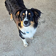 Dog is registered to the contest to win money with this photo: dog, canine, pet, black_fur, white_fur, tan_fur, outdoor, concrete, curious, friendly, paw, ears, fur, animal, looking_up, standing, collar, companion, mammal, alert