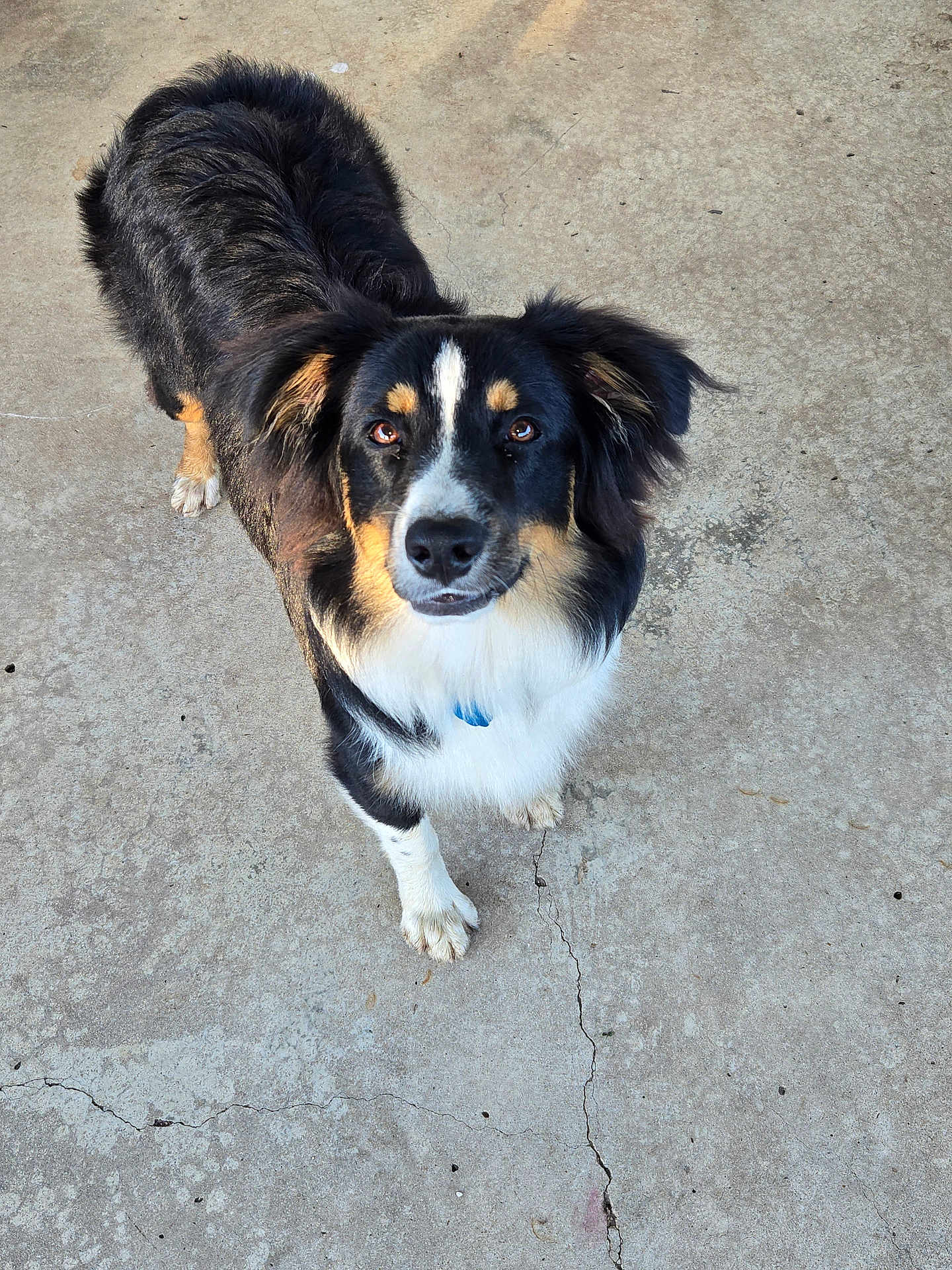 Dog