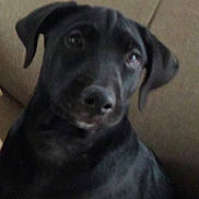 Ryder is registered to the contest to win money with this photo: animal, black_dog, canine, comfort, companion, couch, cute, dog, domestic, ears, face, fur, furniture, home, indoor, looking, mammal, pet, seated, snout