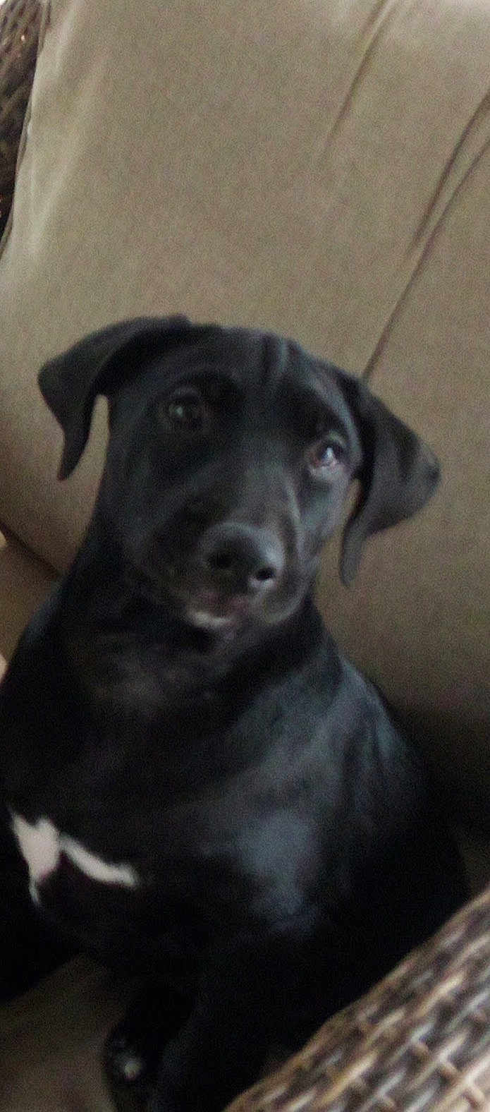 Ryder