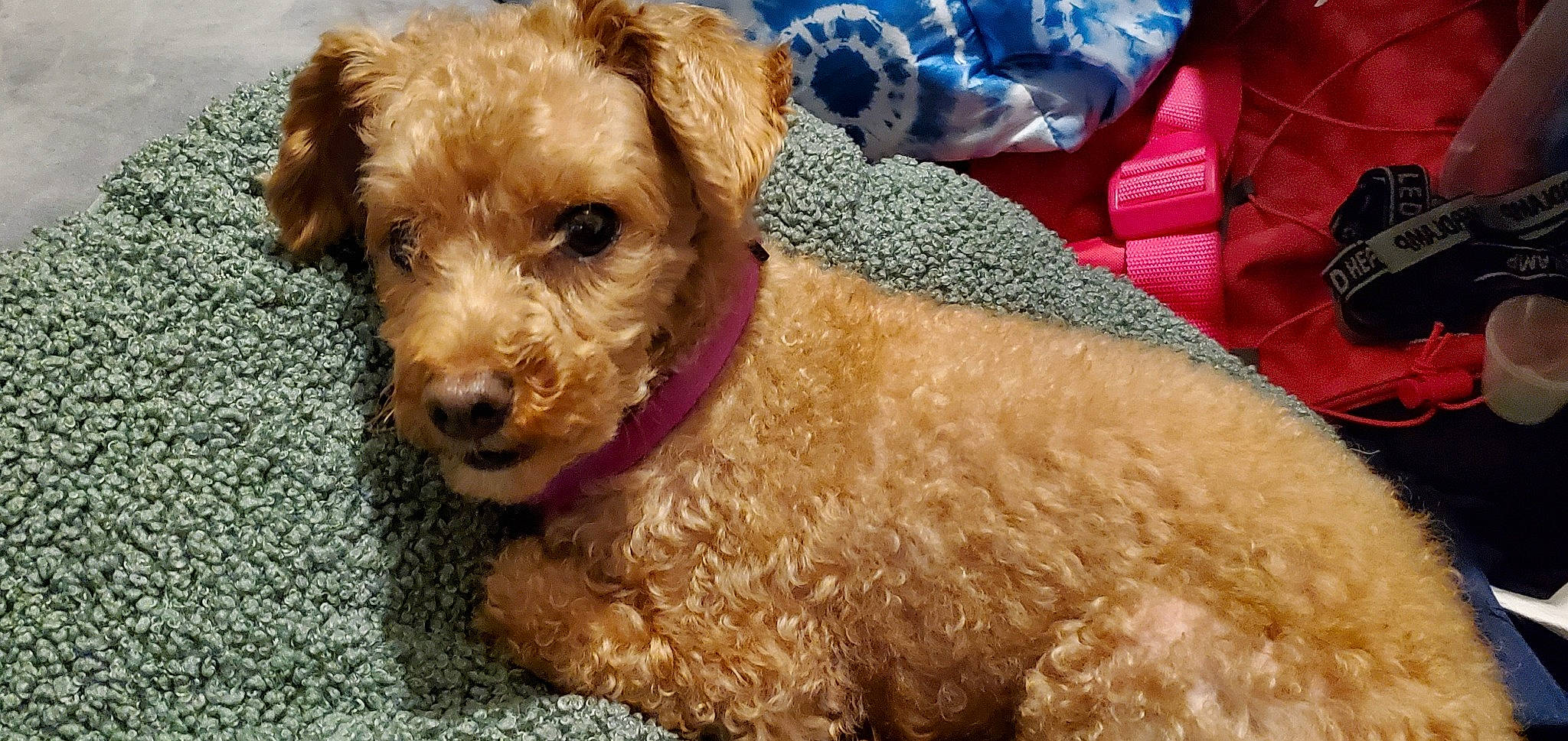 Buttercup joined the competition — help win amazing prizes! airedale_terrier, canidae, carnivore, companion_dog, dog, dog_breed, dog_supply, fawn, fur, labradoodle, small_terrier, snout, sporting_group, terrier, toy_dog, water_dog, working_animal, working_terrier, yorkipoo