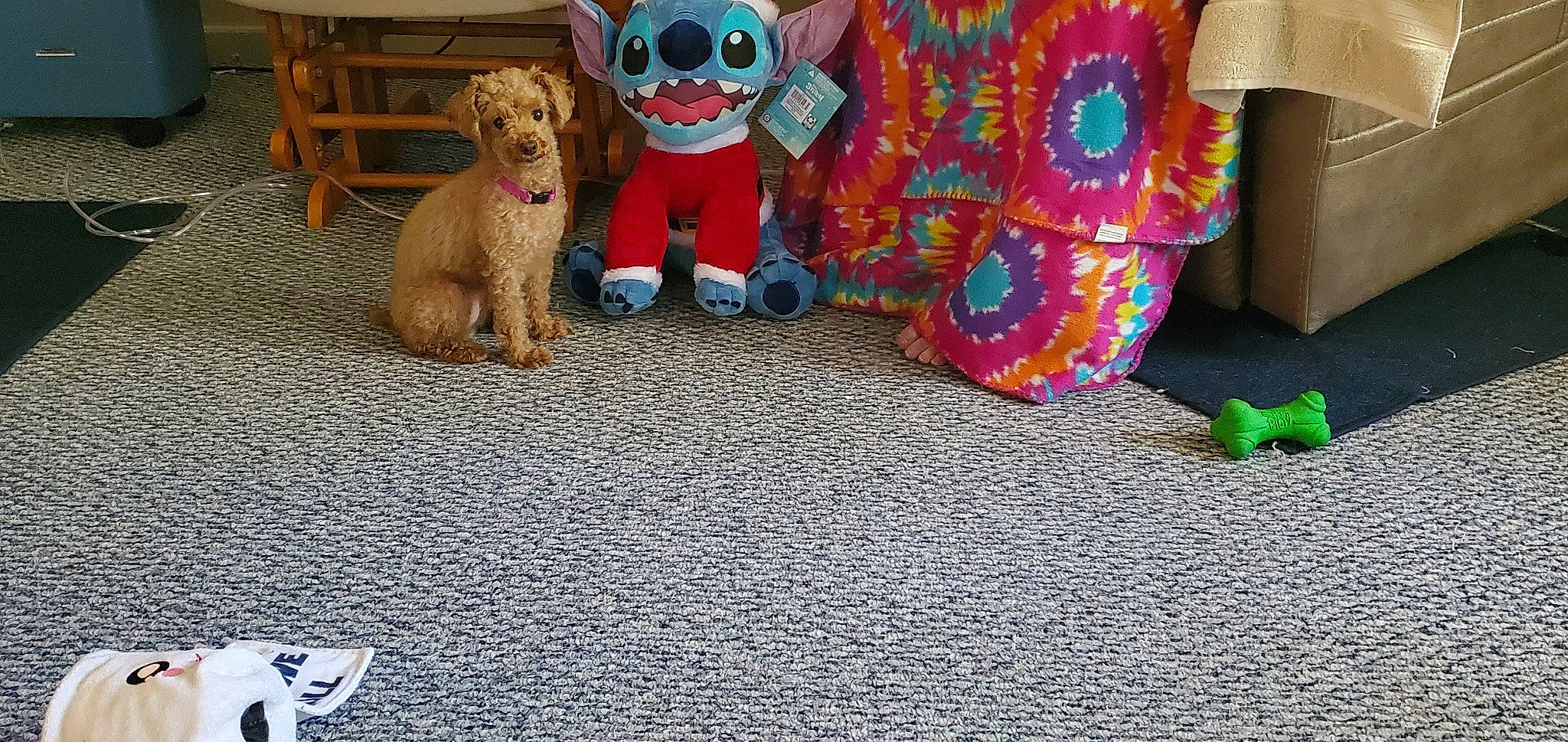 Buttercup is registered to the contest to win money with this photo: art, carmine, carnivore, companion_dog, dog, dog_breed, event, fawn, flooring, fun, fur, play, recreation, road_surface, snout, stuffed_toy, sunglasses, toy, toy_dog, working_animal