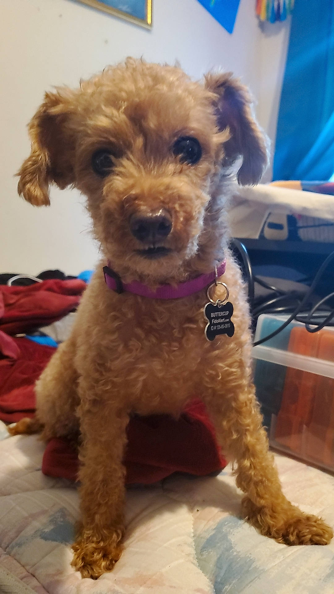 Buttercup is registered to the contest to win money with this photo: airedale_terrier, blue, carnivore, collar, companion_dog, dog, dog_breed, dog_collar, dog_supply, eyewear, fawn, glasses, hat, poodle, snout, sunglasses, terrier, toy_dog, water_dog, working_animal
