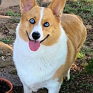 Bella Bleau is registered to the contest to win money with this photo: dog, corgi, blue_eyes, tongue_out, smiling, outdoor, grass, stone_path, plant_pot, green_ball, pet, animal, cute, happy, playful, fur, ears, standing, nature, sunlight