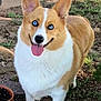 dog, corgi, blue_eyes, tongue_out, smiling, outdoor, grass, stone_path, plant_pot, green_ball, pet, animal, cute, happy, playful, fur, ears, standing, nature, sunlight