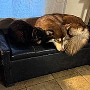 Maxx Amos joined the competition — help win amazing prizes! animals, black_cat, cat, companionship, couch, curtains, dog, fur, furry, home, husky, indoors, leather_couch, lying_down, pet_bed, pets, portrait, relaxed, sleeping, tile_floor