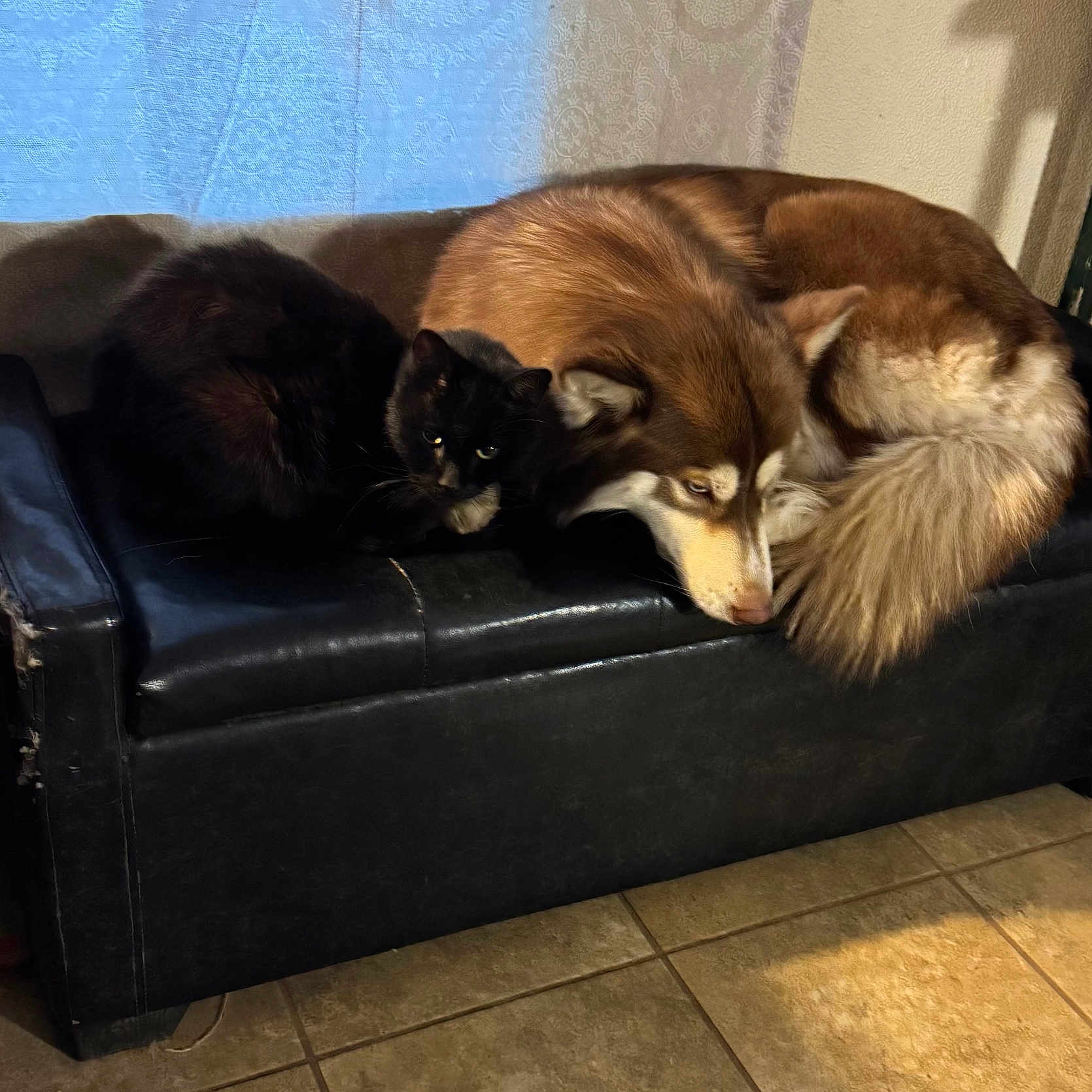 Maxx Amos joined the competition — help win amazing prizes! animals, black_cat, cat, companionship, couch, curtains, dog, fur, furry, home, husky, indoors, leather_couch, lying_down, pet_bed, pets, portrait, relaxed, sleeping, tile_floor