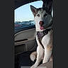 Okami joined the competition — help win amazing prizes! automobile, blue_eyes, canine, car, dog, ears, fur, happy, harness, heterochromia, husky, indoors, parking_lot, passenger_seat, pet, portrait, siberian_husky, sitting, tongue_out, vehicle