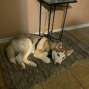 Okami is registered to the contest to win money with this photo: animal, blue_eyes, brown_and_white, dog, floor, harness, home, husky, indoor, lying_down, pet, portrait, relaxed, rug, shaggy_rug, siberian_husky, sleepy, table, tile, wall
