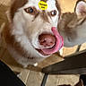dog, husky, puppy, canine, blue_eyes, brown_and_white, licking, tongue, nose, close_up, portrait, sticker, yellow_sticker, indoor, tile_floor, multiple_dogs, pet, funny, furry, playful