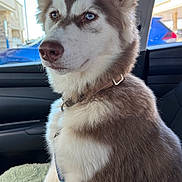 Master Hoshi joined the competition — help win amazing prizes! dog, siberian_husky, puppy, blue_eyes, sitting, portrait, car, vehicle_interior, collar, leash, fluffy_fur, brown_and_white, pointed_ears, muzzle, outdoor_light, parked_cars, pet, canine, close_up, photography
