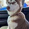 dog, siberian_husky, puppy, blue_eyes, sitting, portrait, car, vehicle_interior, collar, leash, fluffy_fur, brown_and_white, pointed_ears, muzzle, outdoor_light, parked_cars, pet, canine, close_up, photography