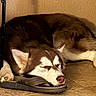 dog, cat, husky, sleeping, nap, pet, animal, fur, fluffy, indoor, home, floor, sandal, shoe, resting, relaxed, cozy, portrait, warm_lighting, funny