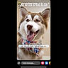 dog, husky, siberian_husky, pet, animal, canine, portrait, close_up, face, tongue, smiling, happy, fluffy, fur, bandana, patriotic, stars_and_stripes, indoor, social_media, advertisement