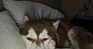 Master Hoshi joined the competition — help win amazing prizes! dog, husky, sleeping, sleepy, bedroom, bed, pillow, blanket, cozy, indoors, nighttime, resting, lying_down, close_up, pet, canine, brown_and_white, pink_nose, relaxed, home