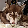 Runa is registered to the contest to win money with this photo: dog, husky, siberian_husky, fluffy, brown_and_white, blue_eyes, heterochromia, close_up, portrait, fur, ears, muzzle, nose, whiskers, lying_down, blanket, bedroom, indoor, speaker, pet