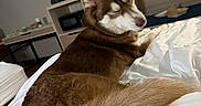 Runa joined the competition — help win amazing prizes! dog, husky, siberian_husky, pet, animal, fluffy, brown_fur, white_fur, blue_eyes, pointed_ears, large_tail, lying_down, bed, blanket, bedroom, television, indoor, home, portrait, relaxed