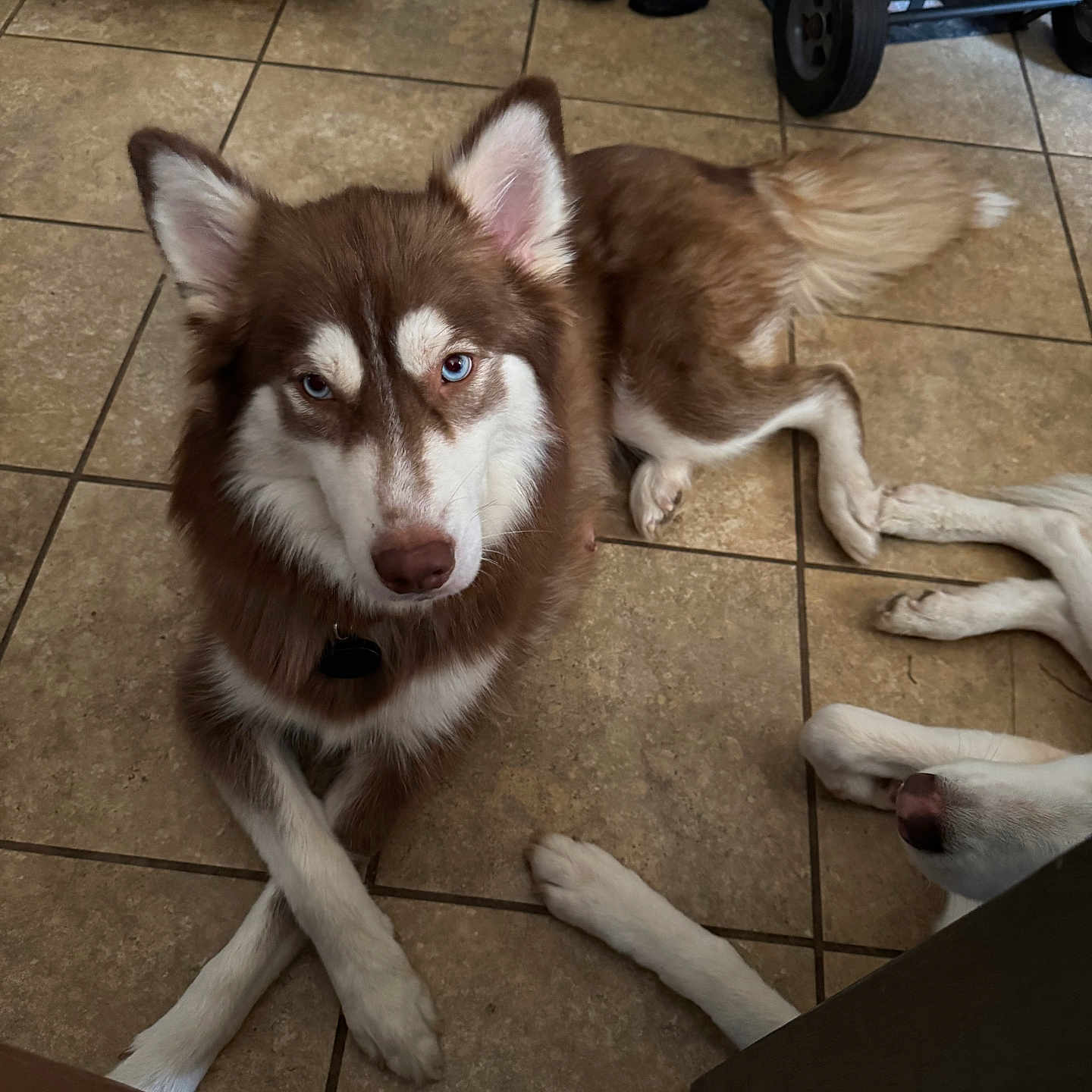 Runa is registered to the contest to win money with this photo: dog, dogs, husky, siberian_husky, brown_and_white, fluffy, blue_eyes, sitting, crossed_paws, lying_down, pet, animal, portrait, indoor, kitchen, tile_floor, shoes, stroller, household, funny