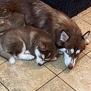 Runa is registered to the contest to win money with this photo: puppies, dogs, husky, siberian_husky, brown_and_white, blue_eyes, sleeping, lying_down, fluffy, fur, animals, pets, canine, tiled_floor, indoor, pet_crate, portrait, adorable, relaxed, siblings