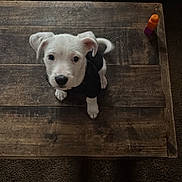 Casper joined the competition — help win amazing prizes! puppy, dog, white_dog, black_shirt, wooden_table, carpet, feet, socks, indoor, looking_up, curious, small_dog, pet, animal, furniture, floor, cozy, cute, tabletop, home