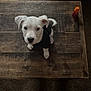 animal, black_shirt, carpet, cozy, curious, cute, dog, feet, floor, furniture, home, indoor, looking_up, pet, puppy, small_dog, socks, tabletop, white_dog, wooden_table