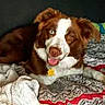 Remington is registered to the contest to win money with this photo: dog, brown_and_white, heterochromia, bed, blanket, indoor, pet, canine, lying_down, happy, tongue_out, bedspread, patterned, cozy, animal, domestic, fur, ears, collar, smiling