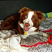 Remington is registered to the contest to win money with this photo: dog, brown_and_white, bed, blanket, indoor, pet, lying_down, happy, playful, fur, canine, animal, resting, comfort, domestic, bedroom, looking_at_camera, cute, portrait, cozy