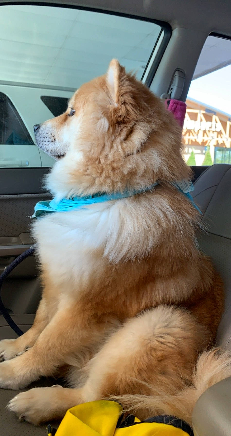 Calvin is registered to the contest to win money with this photo: automotive_window_part, canidae, carnivore, collar, companion_dog, dog, dog_breed, dog_collar, fawn, fur, glass, golden_retriever, snout, sporting_group, tail, vehicle_door, vertebrate, whiskers, windshield, working_animal