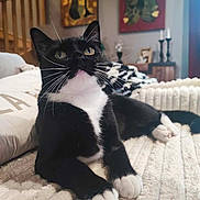 Domi participe au concours pour gagner de l'argent avec cette photo : animal, black_and_white, blanket, cat, closeup, cozy, curious, cute, decor, furniture, home, indoor, living_room, paws, pet, portrait, relaxed, texture, tuxedo_cat, whiskers