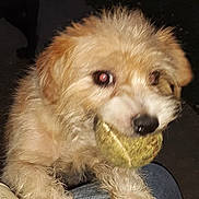 Jackson is registered to the contest to win money with this photo: animal, claws, close_up, cute, dark, denim, dog, flash, fur, grass, leg, mouth, night, outdoor, paw, pet, playing, red_eye, scruffy, tennis_ball