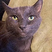 Apollo is registered to the contest to win money with this photo: animal, cat, close_up, cozy, cushion, cute, ears, face, feline, fur, gray_cat, green_eyes, indoor, nose, pet, portrait, relaxed, resting, soft_texture, whiskers